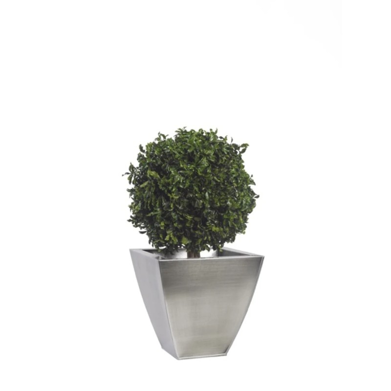 Topiaire pitosporum 1 boule 50cm