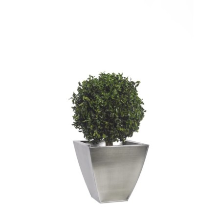 Topiaire pitosporum 1 boule 50cm