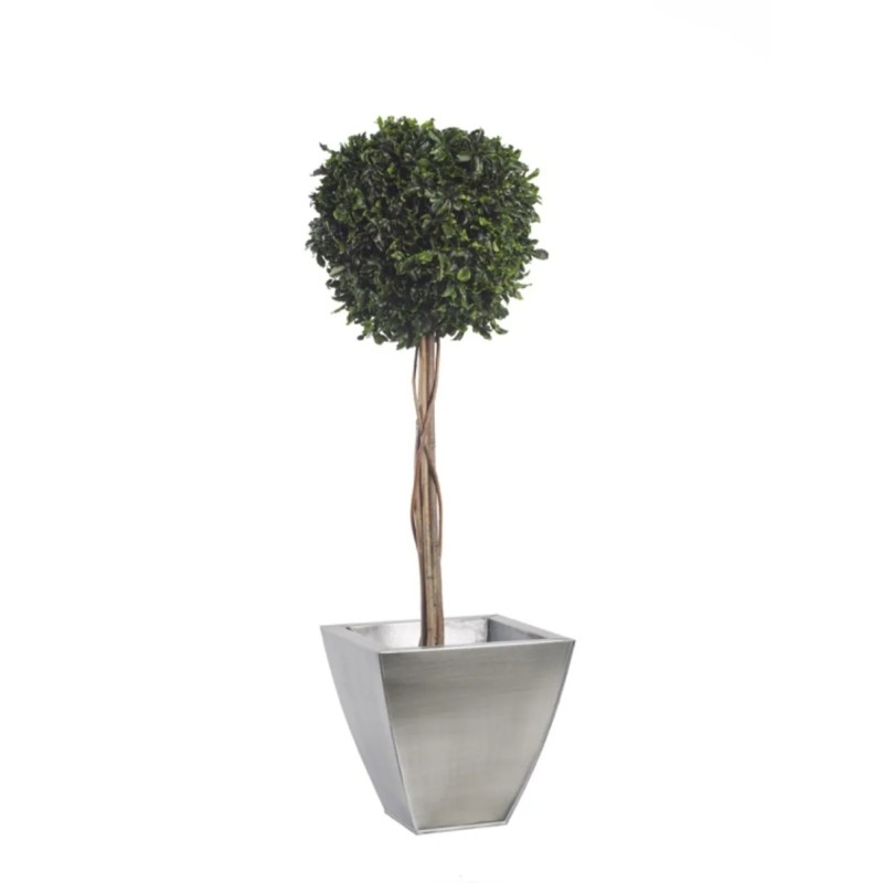 Topiaire pitosporum stabilisée 100cm