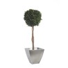Topiaire pitosporum stabilisée 100cm