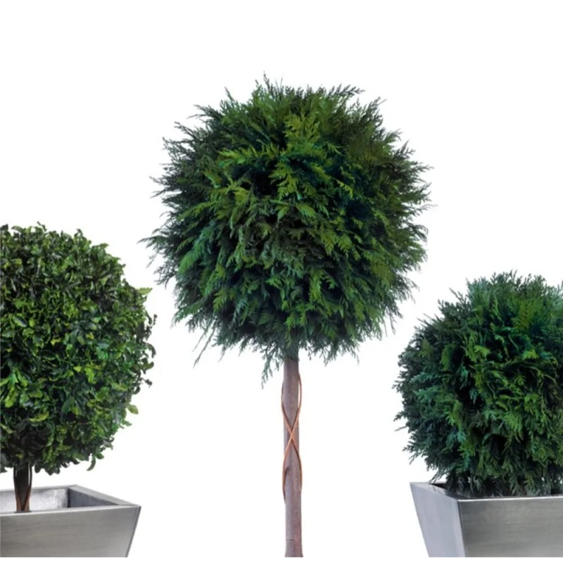 Boule de Thuya stabilisée détails arbre