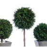 Boule de Thuya stabilisée détails arbre