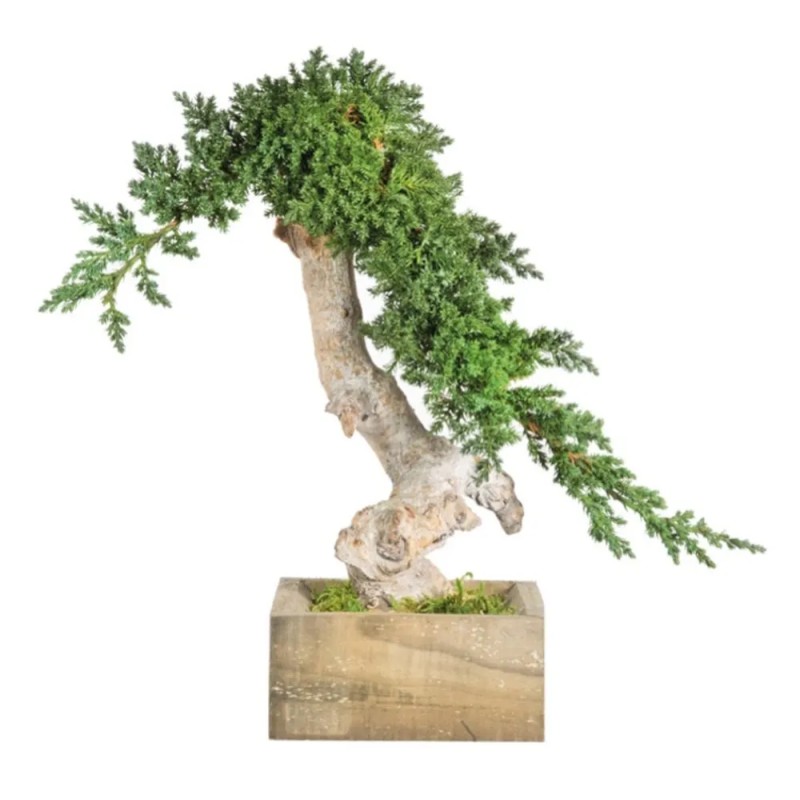 Bonsaï Juniperus Simple Vine Root Stabilisé