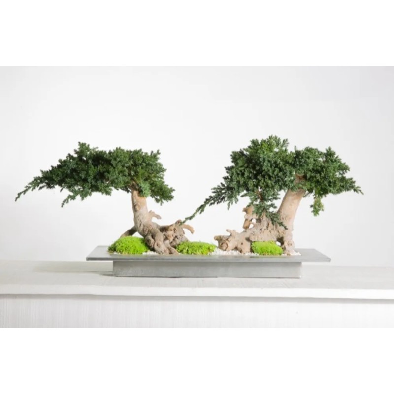 Bonsaï Juniperus Double Vine Root Stabilisé vert