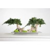 Bonsaï Juniperus Double Vine Root Stabilisé vert