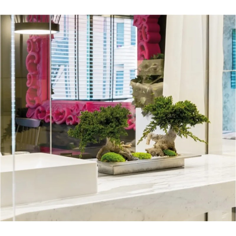 Bonsaï Juniperus Double Vine Root Stabilisé vitrine