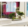 Bonsaï Juniperus Double Vine Root Stabilisé vitrine