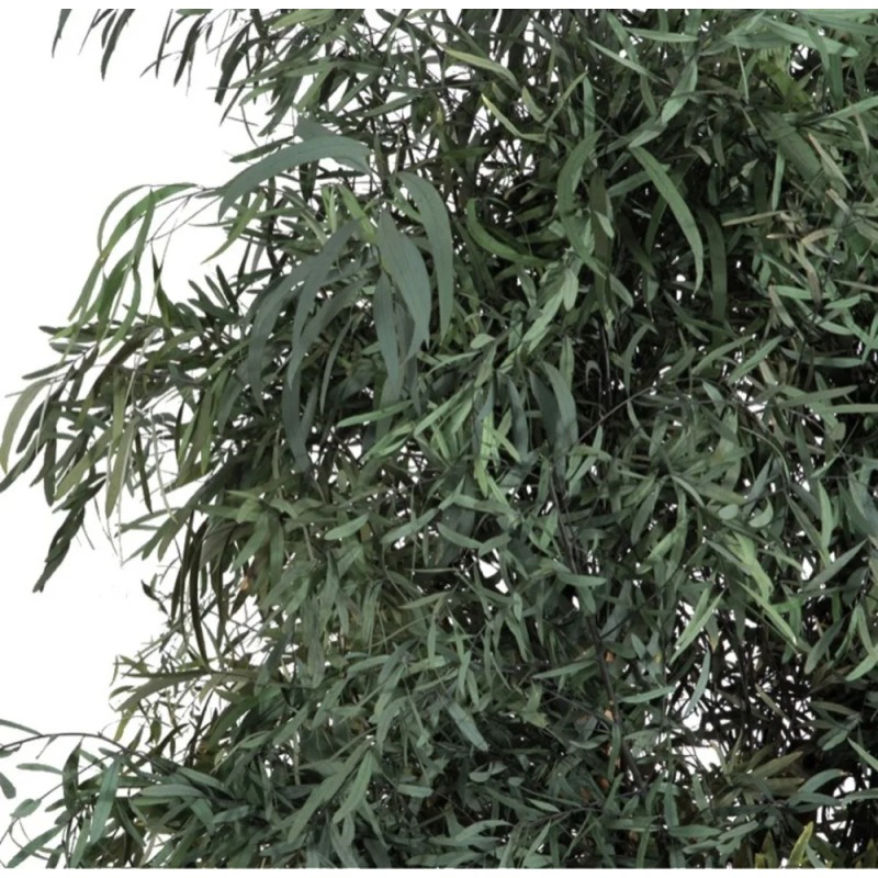 Eucalyptus Nicoly stabilisé détails