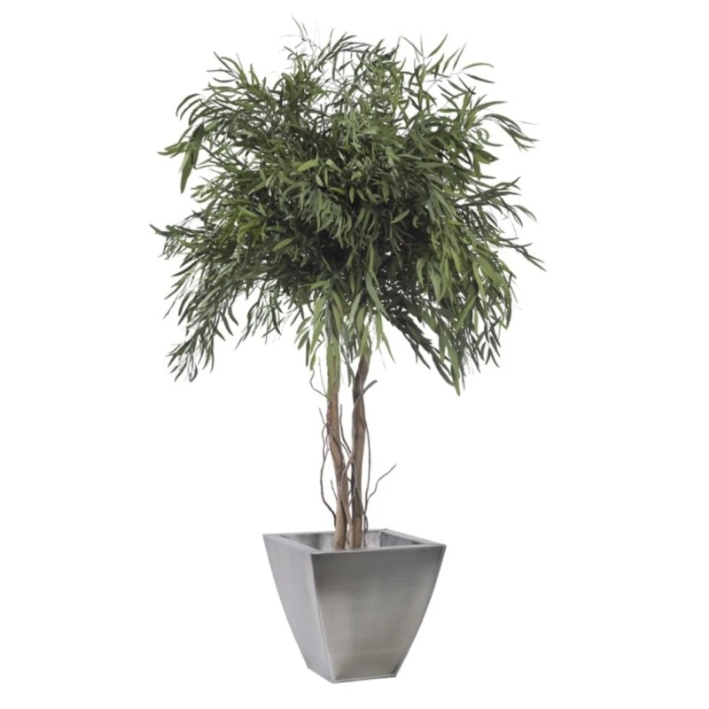 Eucalyptus Nicoly stabilisé 130cm