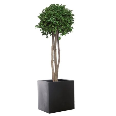 Eucalyptus Teniufolium stabilisé sur Tige - Vert