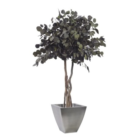 Eucalyptus populus vert sur tige 130cm