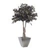 Eucalyptus populus vert sur tige 130cm