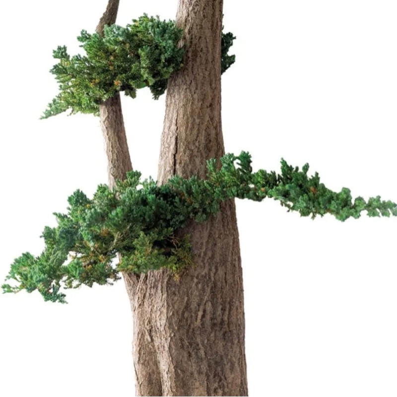 Arbre Bonsaï Juniperus stabilisé vert zoom
