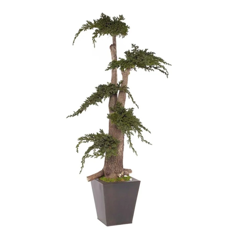 Arbre Bonsaï Juniperus vert 100cm