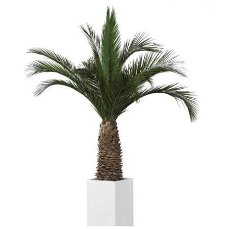 Palmier Phoenix Agave vert