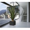 Plante Phoenix Stabilisée salon