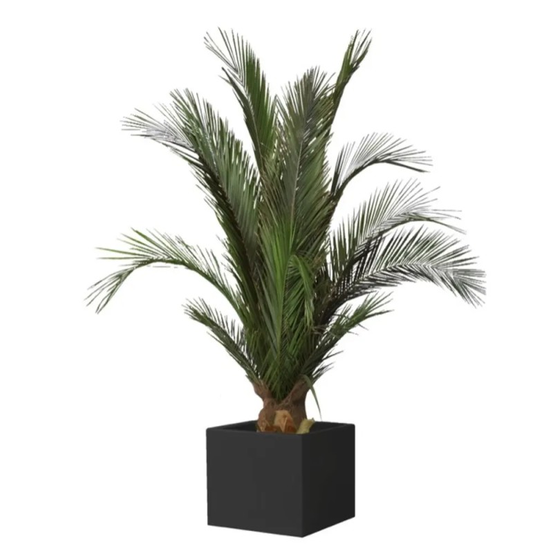 Plante Phoenix Stabilisée