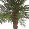 Palmier phoenix stabilisé
