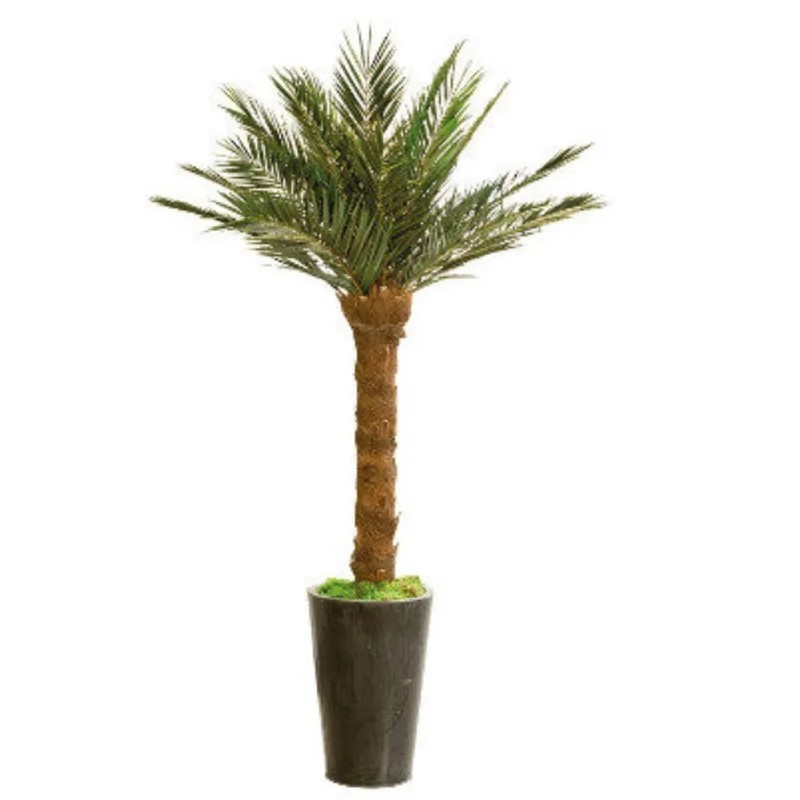 Palmier phoenix stabilisé