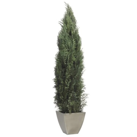 Columnaris Conifer stabilisé