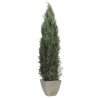 Columnaris Conifer stabilisé