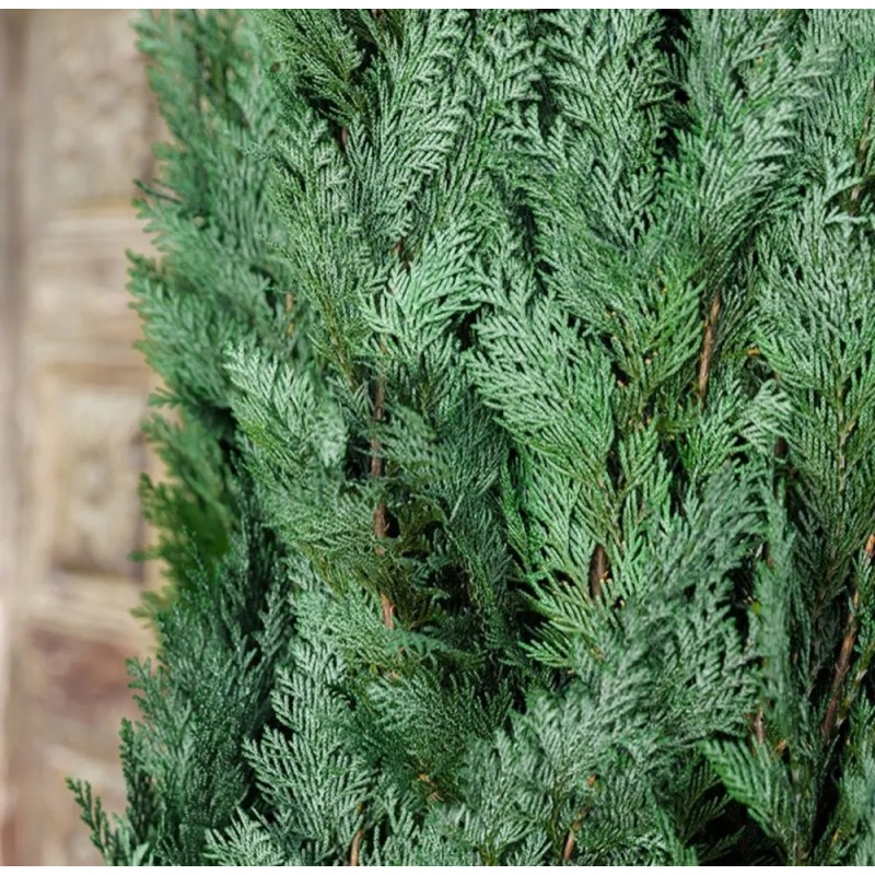 Columnaris Conifer vert