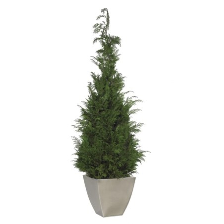 Stardust Conifer stabilisé 160cm