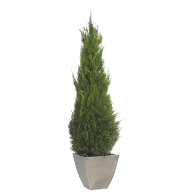 Stardust Conifer stabilisé 140cm