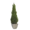 Stardust Conifer stabilisé 140cm
