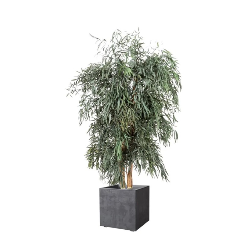 Eucalyptus Nicoly large stabilisé 130cm