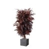 Eucalyptus Nicoly Wide rouge stabilisé 130cm