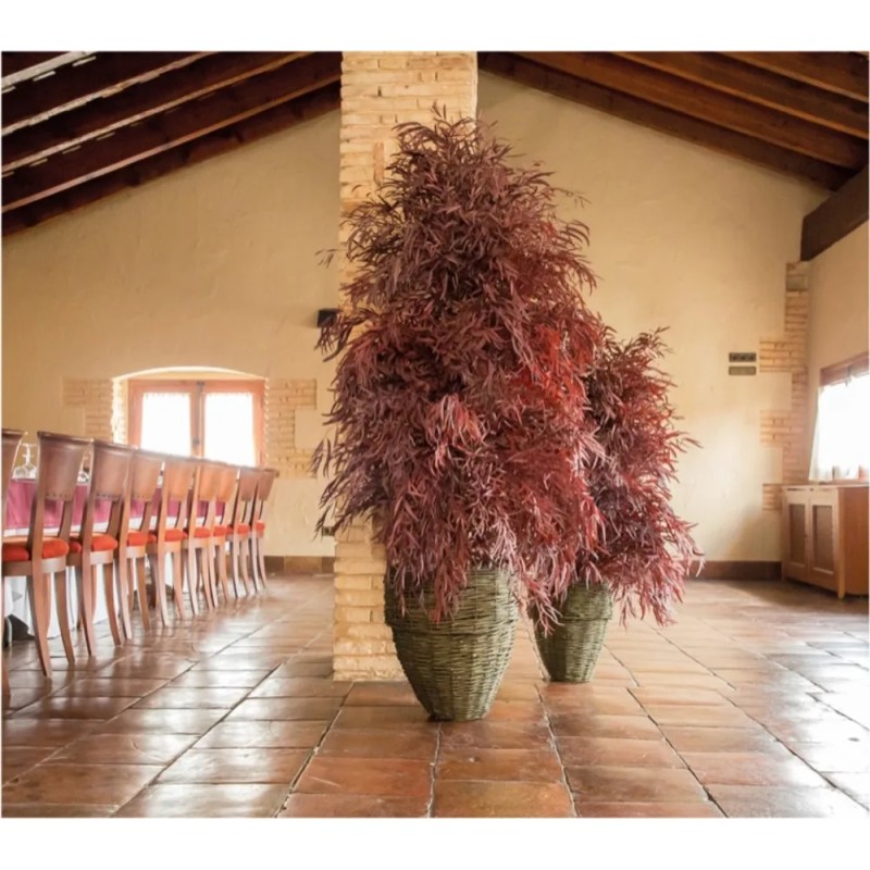 Eucalyptus Nicoly rouge stabilisé réception