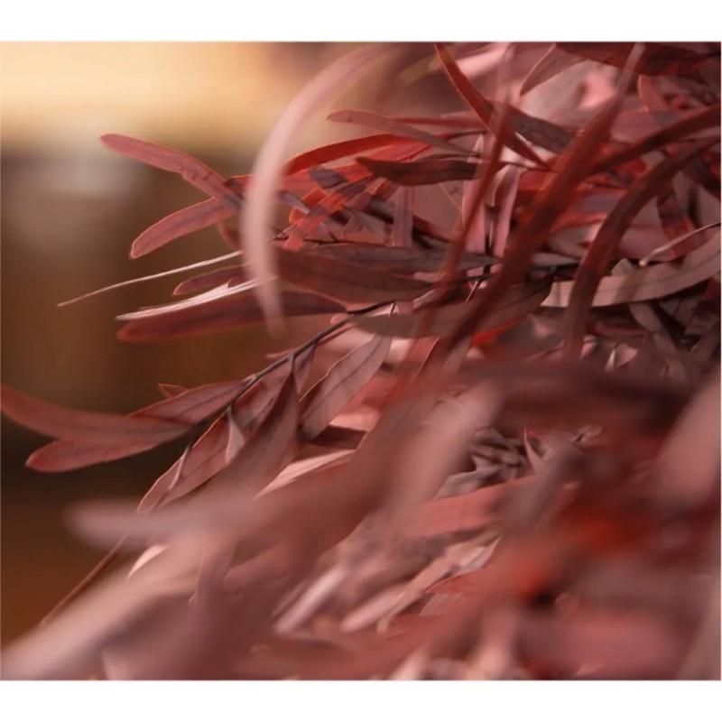 Eucalyptus Nicoly rouge