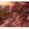 Eucalyptus Nicoly rouge