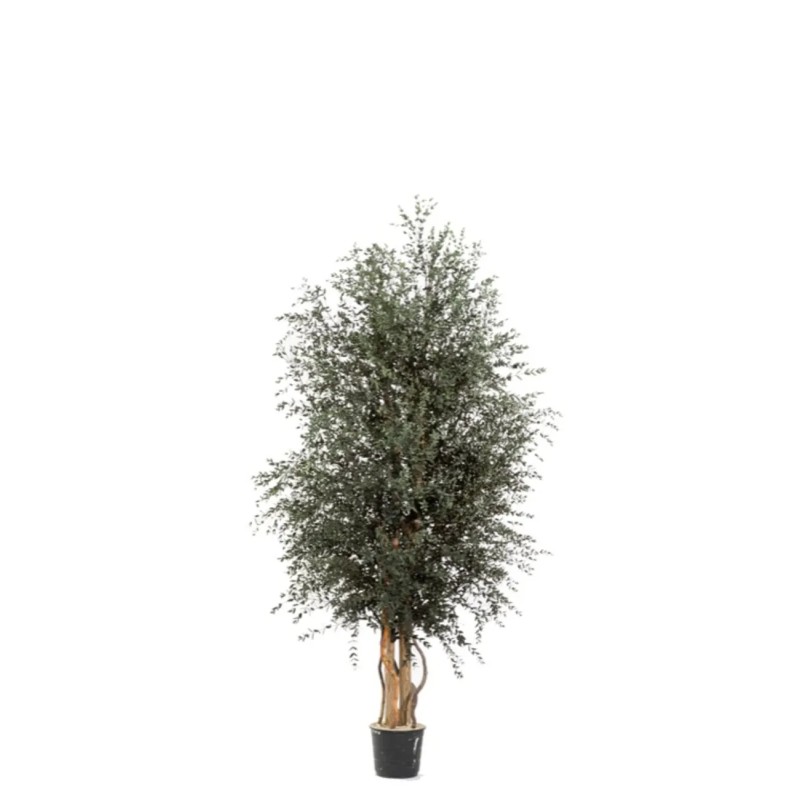Parvifolia Wide stabilisé 130cm