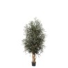 Parvifolia Wide stabilisé 130cm
