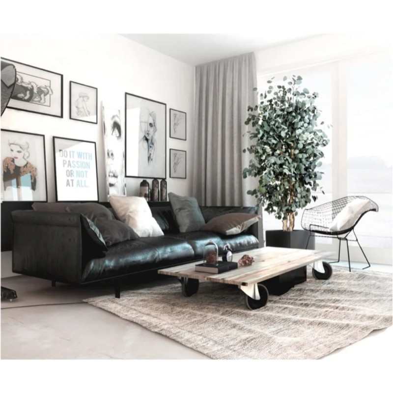 Arbre eucalyptus populus stabilisé