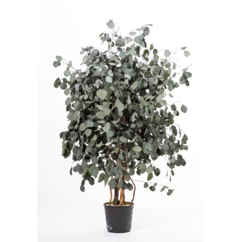Eucalyptus Populus large stabilisé vert 130cm