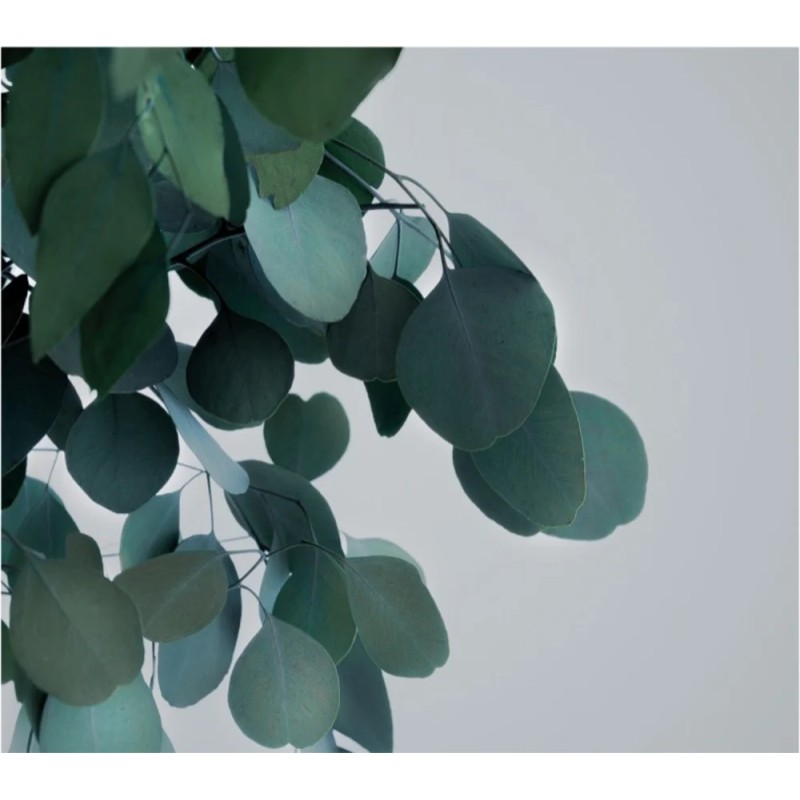 Eucalyptus Populus stabilisé vert