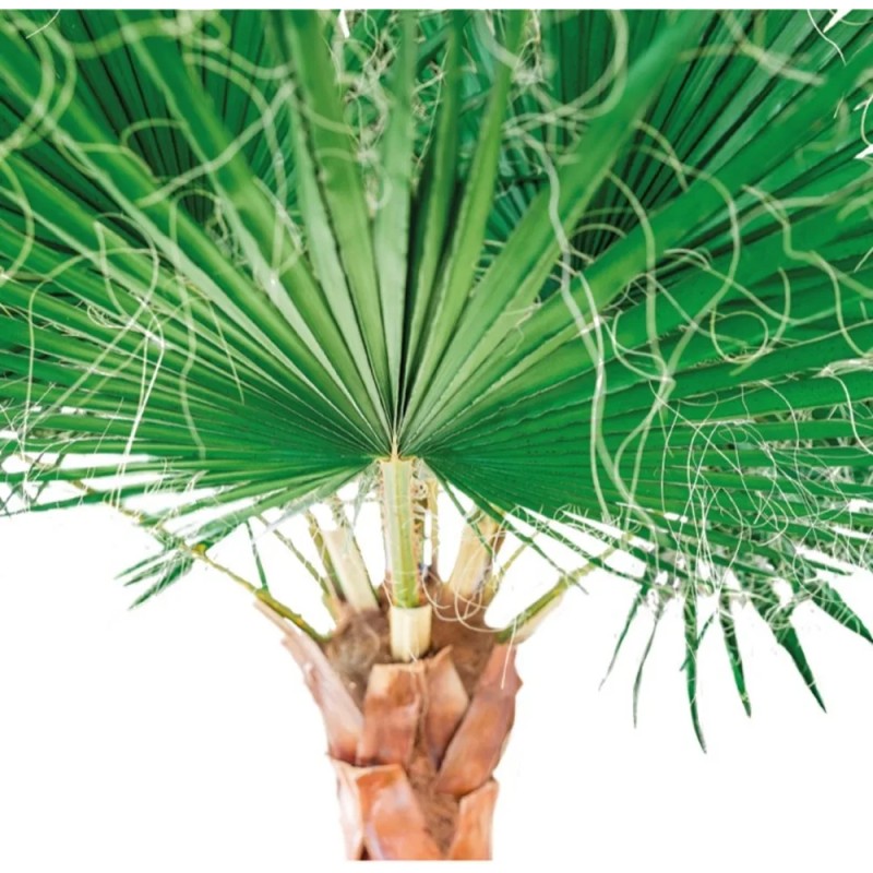 Palmier Washingtonia vert