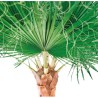Palmier Washingtonia vert