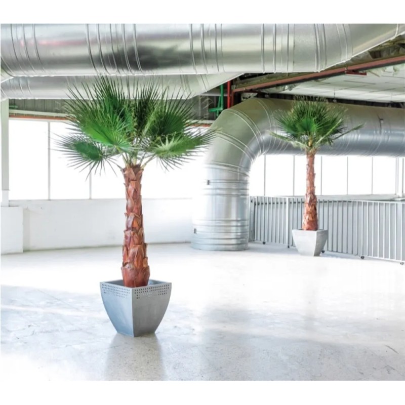 Palmier Washingtonia stabilisé bureau
