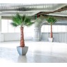 Palmier Washingtonia stabilisé bureau