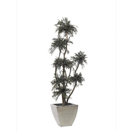 Arbre parvifolia stabilisé 190cm