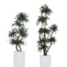 Arbre parvifolia stabilisé