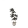 Arbre parvifolia stabilisé 150cm
