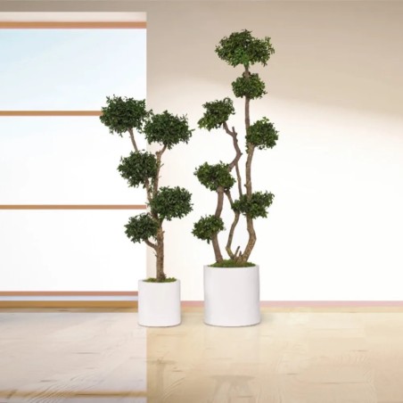 Arbre Tenuifolium Stabilisé