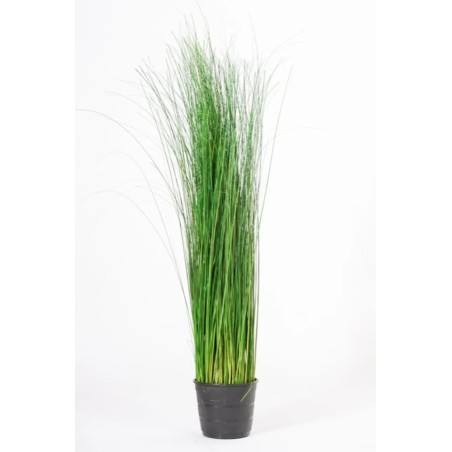 Oriental Ginerium Stabilisé