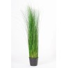 Oriental Ginerium Stabilisé
