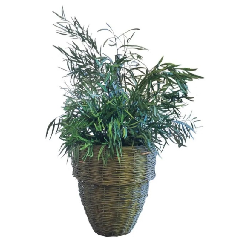 Plante nicoly stabilisée